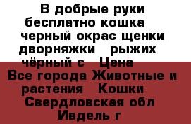 В добрые руки бесплатно,кошка,2.5черный окрас,щенки дворняжки,3 рыжих 1 чёрный,с › Цена ­ - - Все города Животные и растения » Кошки   . Свердловская обл.,Ивдель г.
